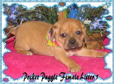 Puppies in KY